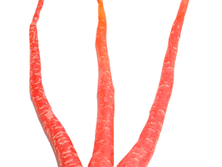 Indian carrot Supply